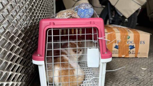 Pengiriman Hewan Peliharaan KAI Logistik Tumbuh, Jadi Solusi Mudik dan Libur Nataru Bersama Hewan Kesayangan