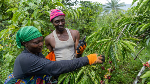 Rp53 Triliun Ekspor Pertanian Afrika Timur Terancam, Hanya 15% Pelaku Usaha Siap Penuhi Aturan Ketertelusuran Uni Eropa