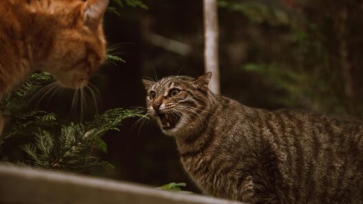 Tips Menangani Kucing Berantem di Rumah