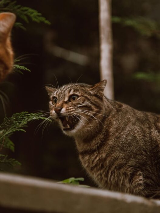 Tips Menangani Kucing Berantem di Rumah