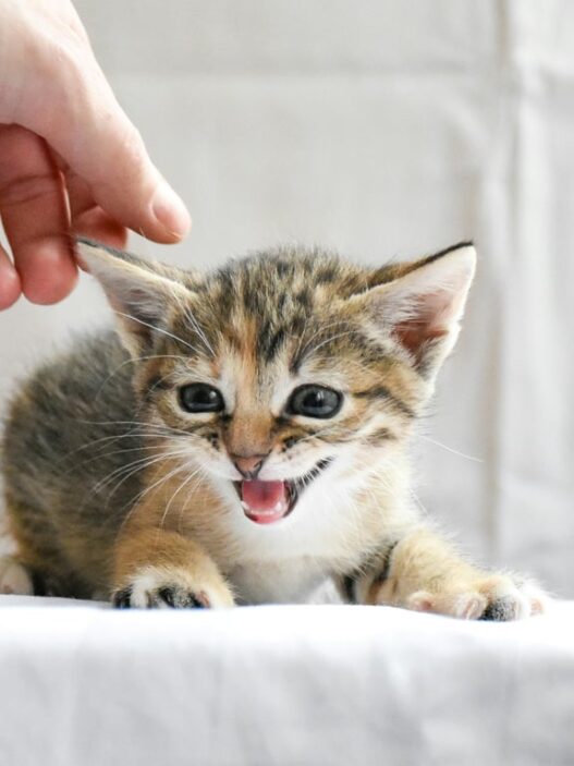 Panduan dan Rekomendasi Makanan Basah untuk Anak Kucing