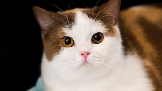 Imlek Dimulai Dengan Cara yang Lebih Meowgic di Grand Galaxy Park Bekasi