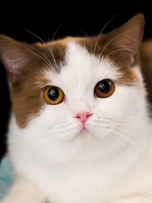 Imlek Dimulai Dengan Cara yang Lebih Meowgic di Grand Galaxy Park Bekasi