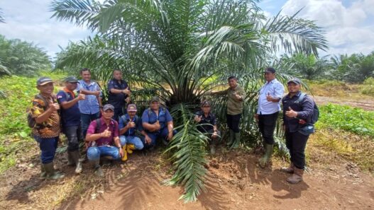 Holding Perkebunan Nusantara melalui PTPN IV Regional V Mutasikan TBM-3 ke TM-1 Seluas 1.119 Hektare pada Awal 2026