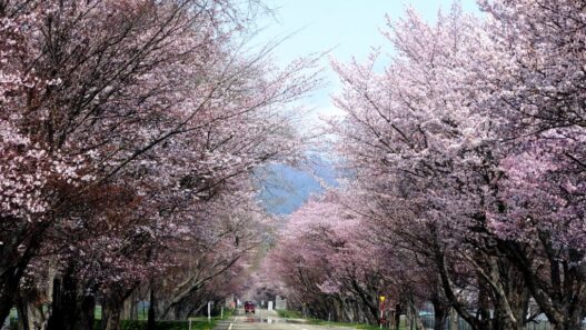 Rekomendasi Event Lari Maraton & Jalan Santai di Hokkaido