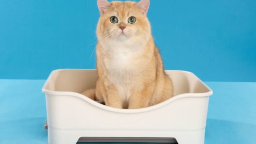 Rekomendasi Pasir Kucing Serap Bau di Ruangan Indoor