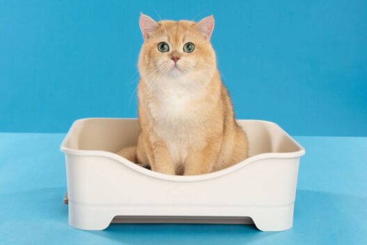 Rekomendasi Pasir Kucing Serap Bau di Ruangan Indoor