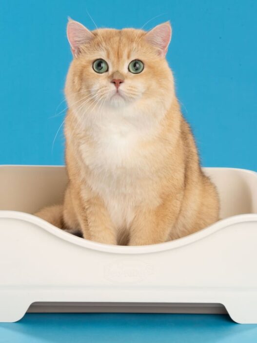 Rekomendasi Pasir Kucing Serap Bau di Ruangan Indoor