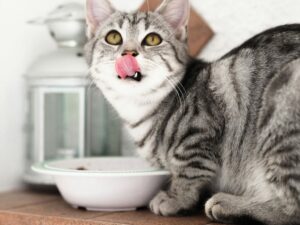 Berikut Ini Porsi Wet Food Harian untuk Kucing