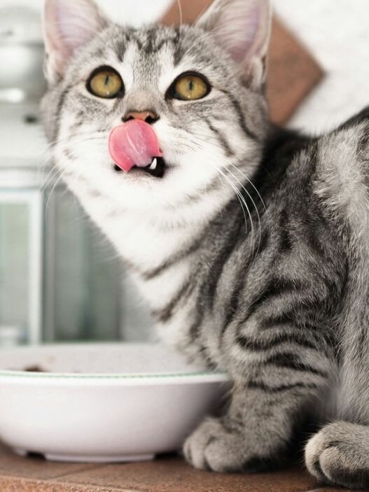 Berikut Ini Porsi Wet Food Harian untuk Kucing