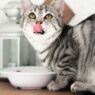 Berikut Ini Porsi Wet Food Harian untuk Kucing