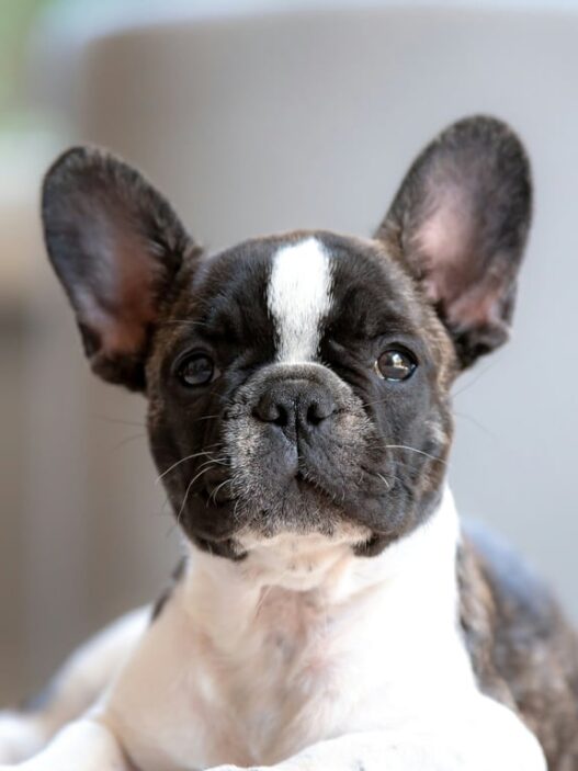 Tips Persiapan Adopsi Anjing Jenis French Bulldog