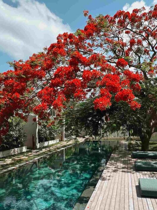 ASAI Village Jimbaran: Oase Wellness di Bali