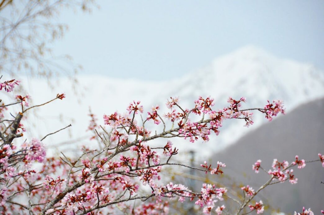 【Keajaiban Sisa Salju × Bunga Sakura】Bagaikan dunia lain dengan ketinggian 1.900 meter di atas per- mukaan laut. Nikmati akses istimewa wisata “Dinding Salju” dan “Permainan Salju Musim Semi” di Desa Otari, Prefektur Nagano. Operasi khusus musim semi awal berlangsung hingga 6 Mei, serta Taman Alam Tsugaike dibuka mulai 6 Juni.