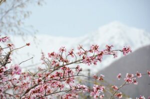 【Keajaiban Sisa Salju × Bunga Sakura】Bagaikan dunia lain dengan ketinggian 1.900 meter di atas per- mukaan laut. Nikmati akses istimewa wisata “Dinding Salju” dan “Permainan Salju Musim Semi” di Desa Otari, Prefektur Nagano. Operasi khusus musim semi awal berlangsung hingga 6 Mei, serta Taman Alam Tsugaike dibuka mulai 6 Juni.