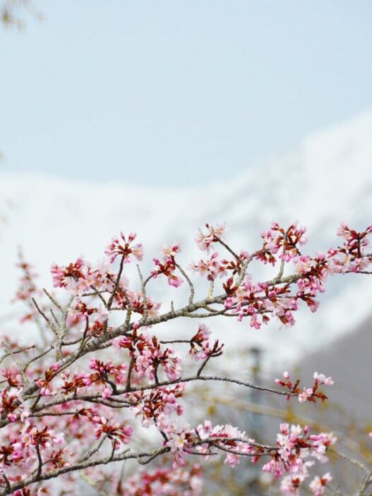 【Keajaiban Sisa Salju × Bunga Sakura】Bagaikan dunia lain dengan ketinggian 1.900 meter di atas per- mukaan laut. Nikmati akses istimewa wisata “Dinding Salju” dan “Permainan Salju Musim Semi” di Desa Otari, Prefektur Nagano. Operasi khusus musim semi awal berlangsung hingga 6 Mei, serta Taman Alam Tsugaike dibuka mulai 6 Juni.