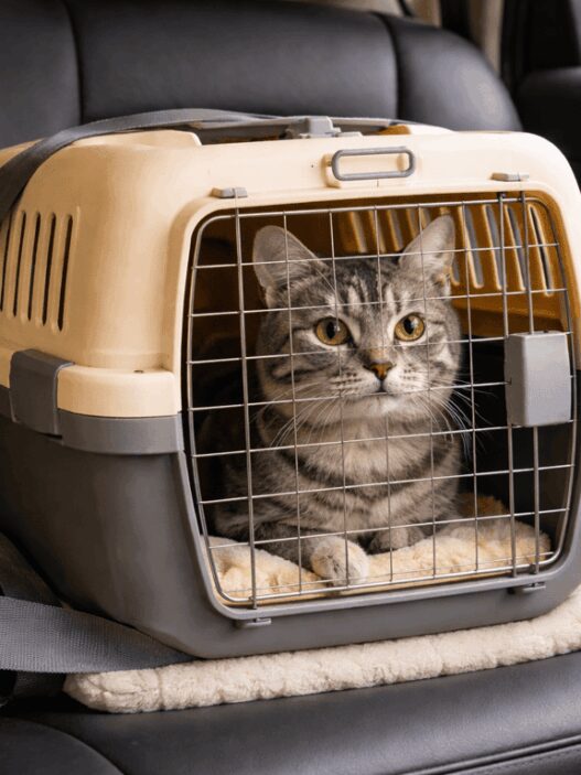Tips Bawa Kucing Mudik Pakai Pet Cargo