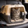 Tips Bawa Kucing Mudik Pakai Pet Cargo