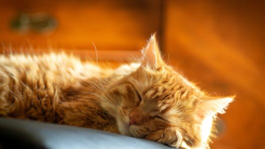 Durasi Ideal Kucing Dewasa Tidur