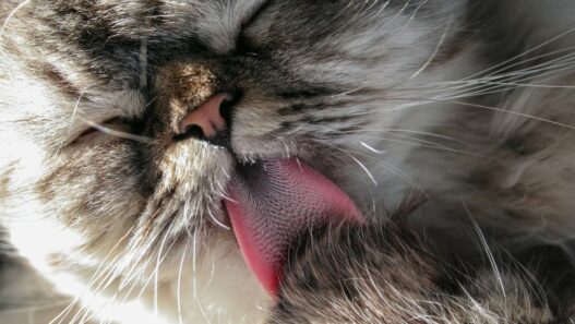 Fakta dan Fungsi Lidah Kucing Terasa Kasar