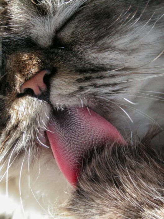 Fakta dan Fungsi Lidah Kucing Terasa Kasar