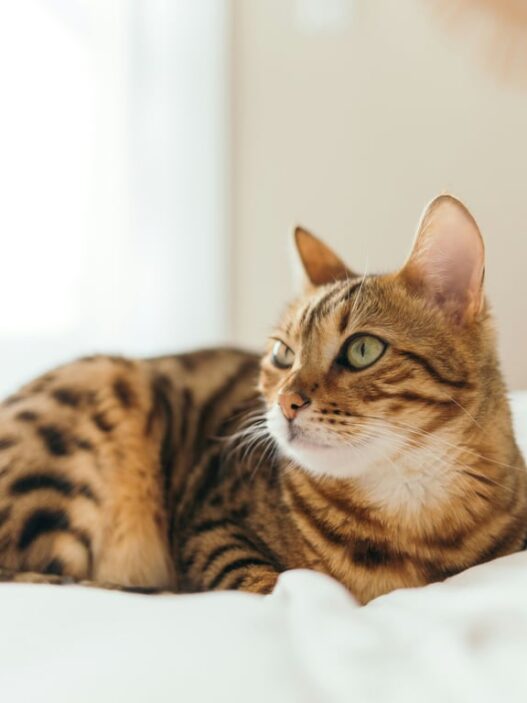 Mengenal Hewan Eksotis Ras Kucing Bengal