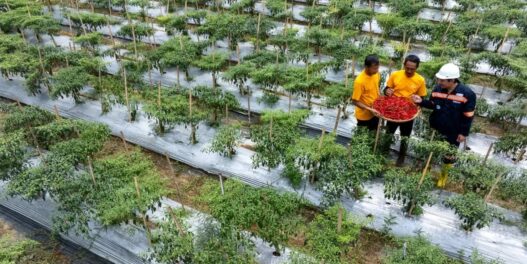 Ketika Mantan PETI Bersama-sama Membangun Pongkor