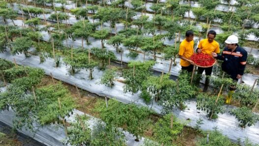 Ketika Mantan PETI Bersama-sama Membangun Pongkor