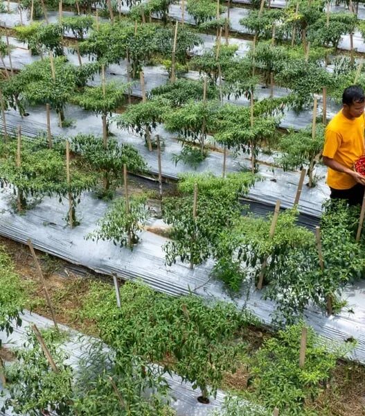 Ketika Mantan PETI Bersama-sama Membangun Pongkor