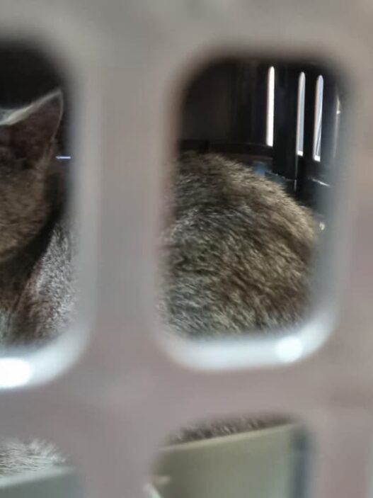 Memasuki Arus Mudik Lebaran, Pengiriman Hewan Peliharaan Via KAI Logistik Meningkat