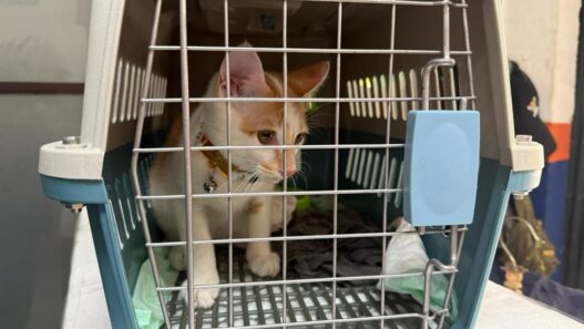 Mudik Bersama Hewan Peliharaan Kian Jadi Pilihan, KAI Logistik Catat 13.435 Pengiriman Hewan Peliharaan Selama Ramadan – IdulFitri