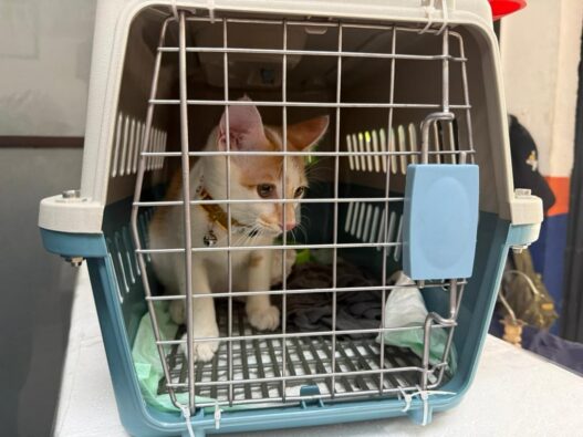 Mudik Bersama Hewan Peliharaan Kian Jadi Pilihan, KAI Logistik Catat 13.435 Pengiriman Hewan Peliharaan Selama Ramadan – IdulFitri