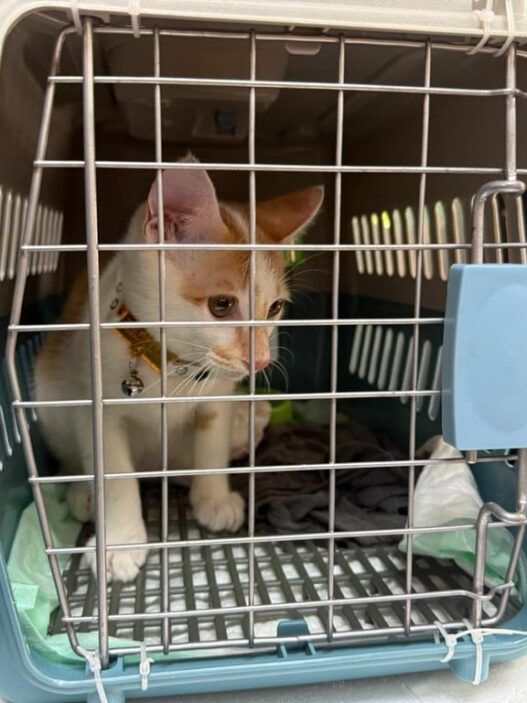 Mudik Bersama Hewan Peliharaan Kian Jadi Pilihan, KAI Logistik Catat 13.435 Pengiriman Hewan Peliharaan Selama Ramadan – IdulFitri