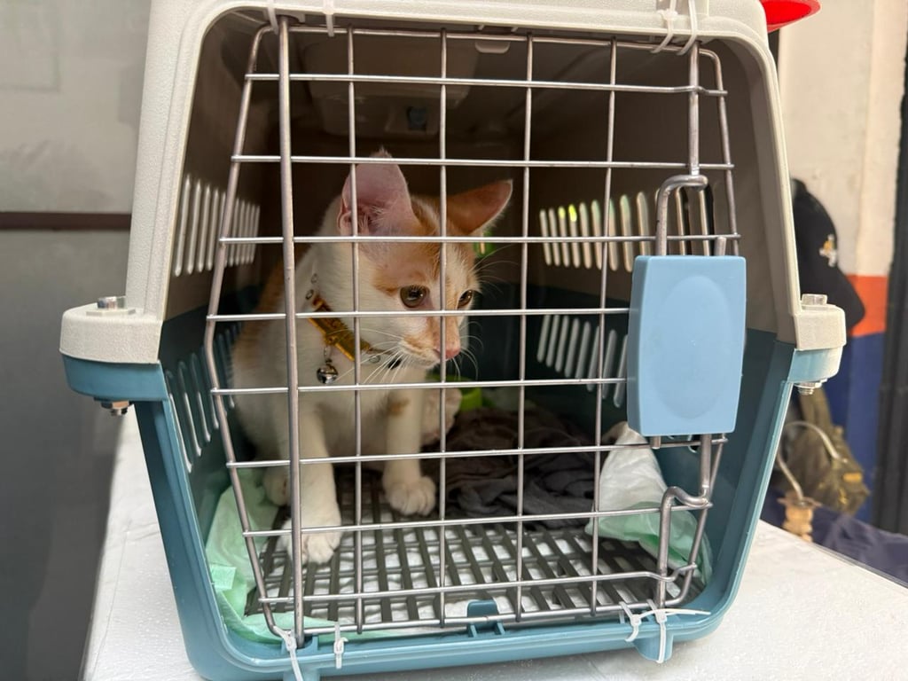 Mudik Bersama Hewan Peliharaan Kian Jadi Pilihan, KAI Logistik Catat 13.435 Pengiriman Hewan Peliharaan Selama Ramadan – IdulFitri