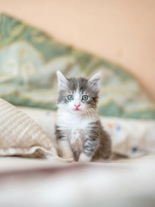 Usia Ideal Untuk Kitten Mulai Mencerna Makanan