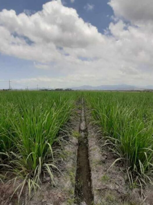 Holding Perkebunan Nusantara Dukung Ketahanan Pangan, PTPN I Masuk Bisnis Singkong dan Jagung