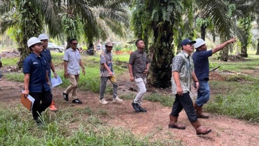 Holding Perkebunan Nusantara Perkuat Pengawasan Operasional, PTPN IV Regional VII Tingkatkan Produktivitas Kebun