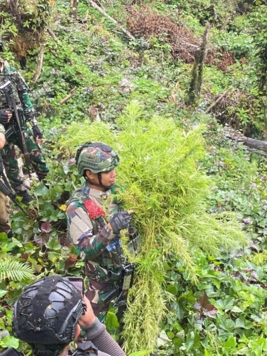 Jenderal Lucky Avianto Turun Gunung Hancurkan Ladang Ganja Di Pedalaman Rimba, Paska ‘Dilegalkan’ OPM Papua