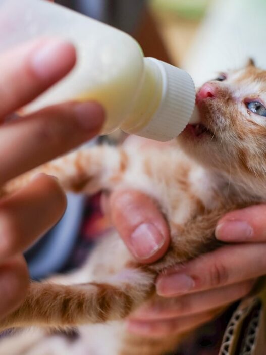 Panduan Memberikan Susu pada Anak Kucing Sesuai Kebutuhan