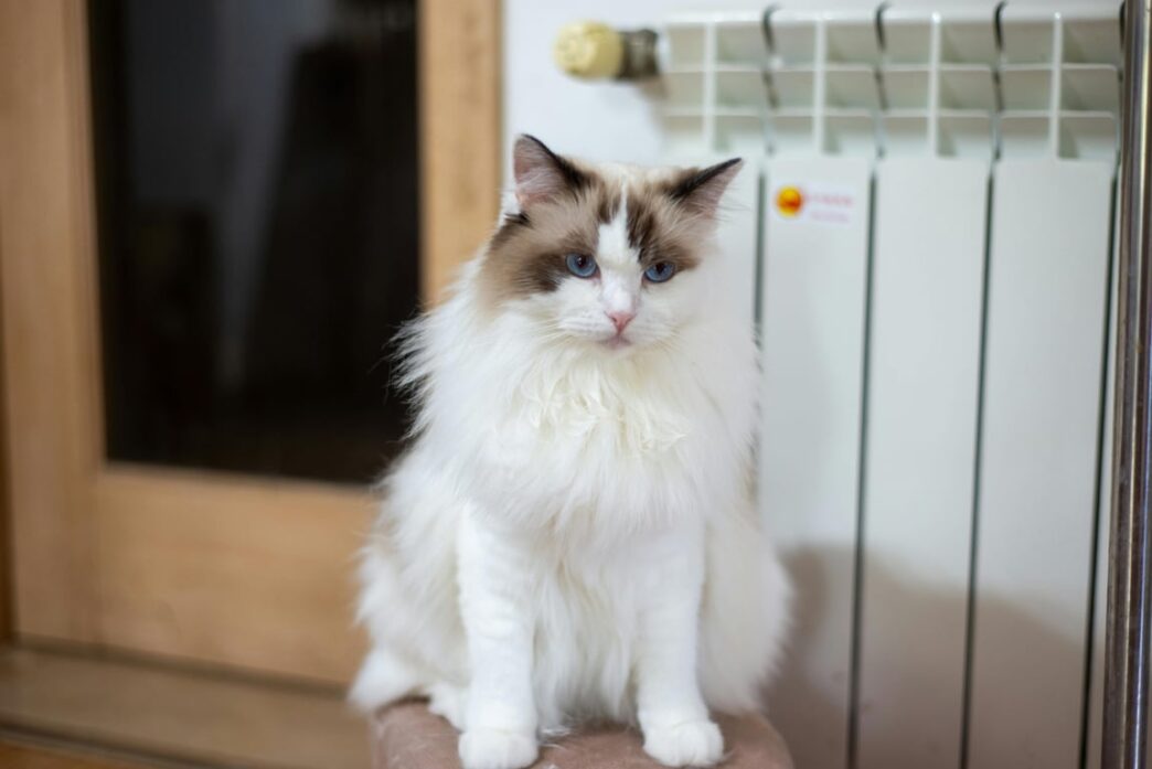Mengenal Ragdoll Cat dan Pemeliharaan Bulunya