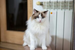 Mengenal Ragdoll Cat dan Pemeliharaan Bulunya