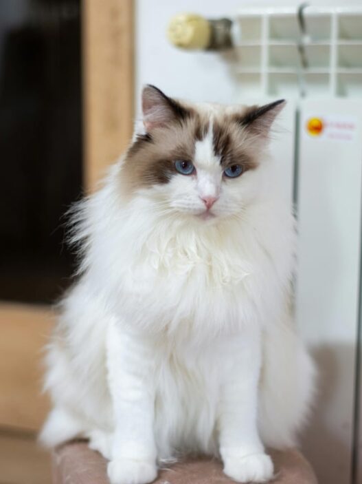 Mengenal Ragdoll Cat dan Pemeliharaan Bulunya