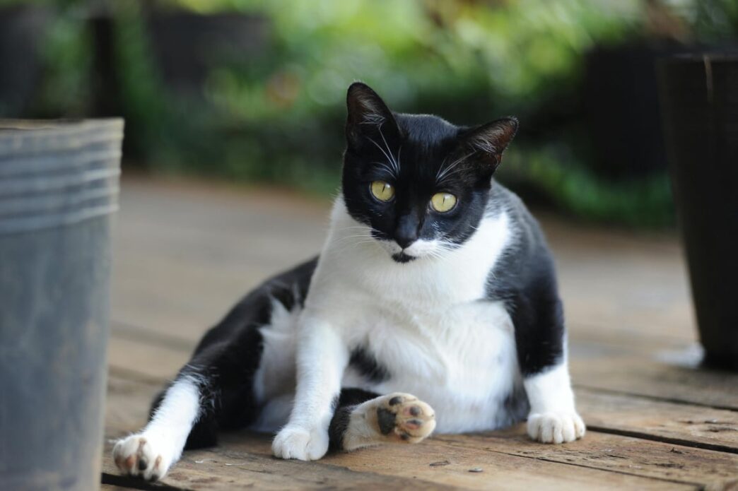 Penyebab Perut Kucing Membesar dan Cara Mengatasinya