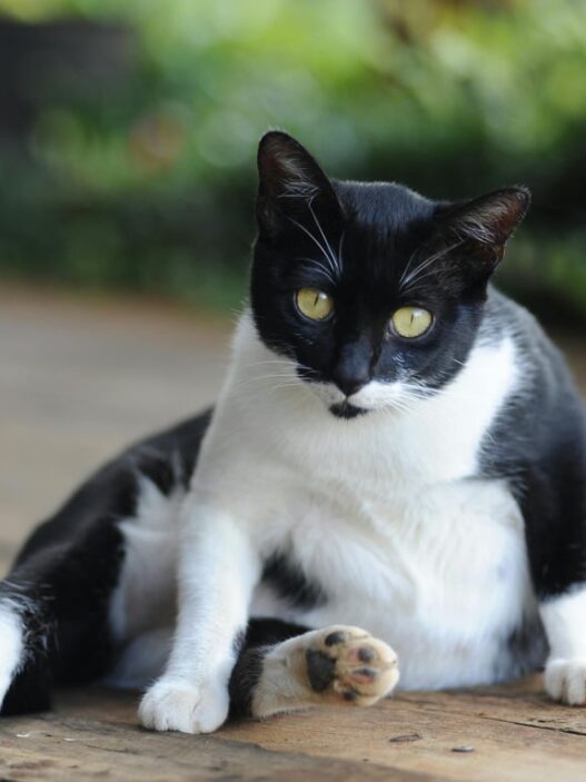 Penyebab Perut Kucing Membesar dan Cara Mengatasinya