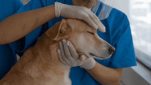 Kenali Tanda Anjing Rabies dan Langkah Penanganannya