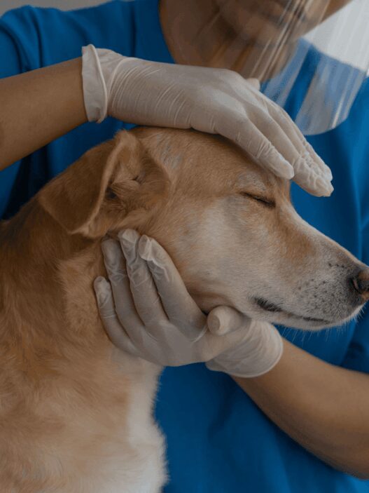 Kenali Tanda Anjing Rabies dan Langkah Penanganannya