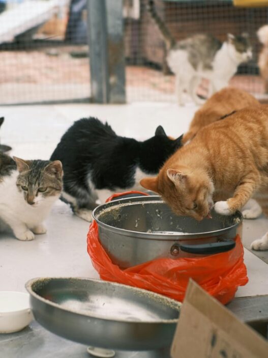 5 Kelebihan Adopsi Kucing Dari Shelter