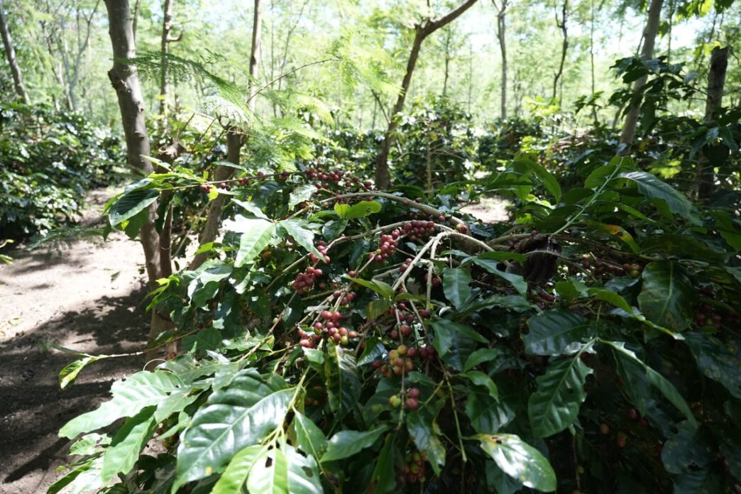 Holding Perkebunan Nusantara Dorong Kinerja Kopi PalmCo Tetap Solid di Tengah Tekanan Cuaca