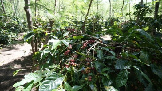 Holding Perkebunan Nusantara Dorong Kinerja Kopi PalmCo Tetap Solid di Tengah Tekanan Cuaca