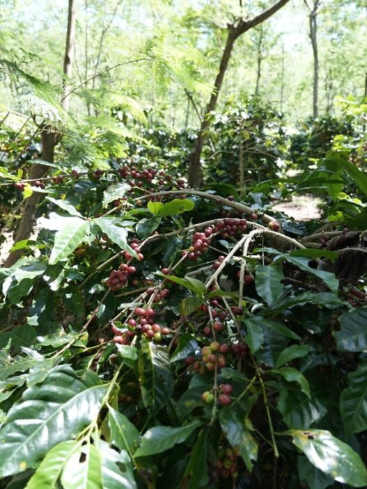 Holding Perkebunan Nusantara Dorong Kinerja Kopi PalmCo Tetap Solid di Tengah Tekanan Cuaca